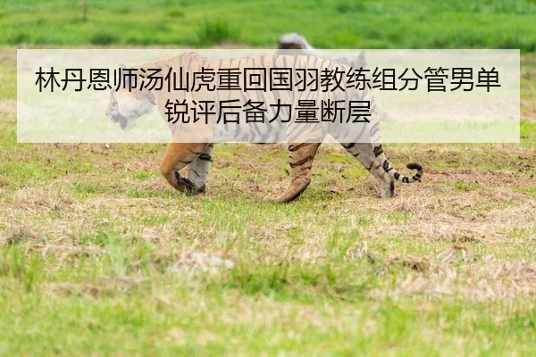 林丹恩师汤仙虎重回国羽教练组分管男单锐评后备力量断层